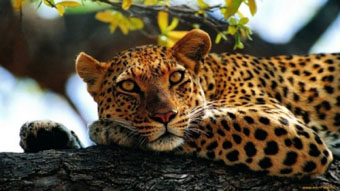 Браконьерская охота на леопарда привели к тому, что в дикой природе Армении  осталось всего 3-5 особей этой красивейшей кошки.