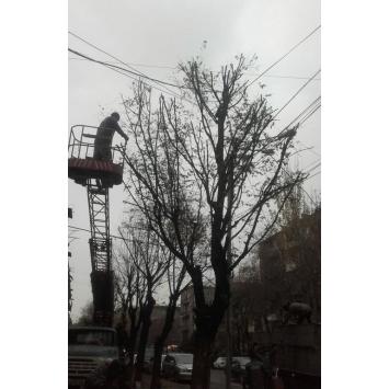 Осенняя обрезка толстоствольных деревьев в Ереване вызвала волну недовольства среди граждан