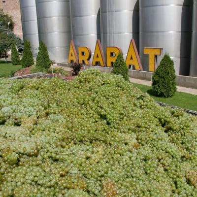 ЕКЗ в этом сезоне намерен закупить в общей сложности 35 тысяч тонн винограда