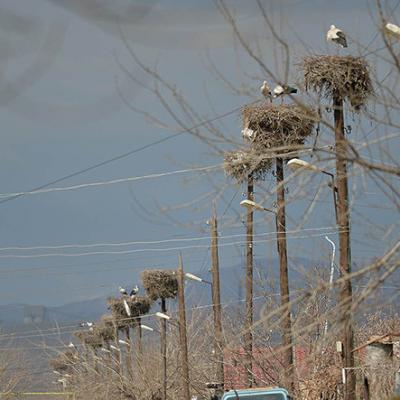 В Армении увеличилось число аистов, не улетающих на зиму