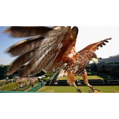 Сторожевой ястреб Руфус с 2007 года отпугивает голубей на кортах теннисного турнира в Уимблдоне