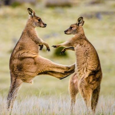 Боксирующие кенгуру