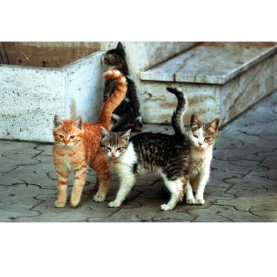 Вальяжный кот и его бедные родственники