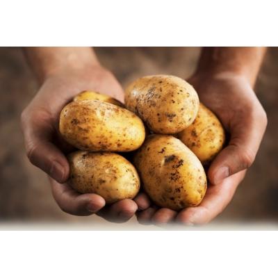 Ухудшается ситуация и с производством картофеля