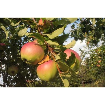 Яблони растут практически на всей территории нашей страны