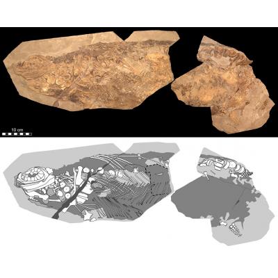 Отпечатки костей и мягких тканей ихтиозавра, найденные в Германии